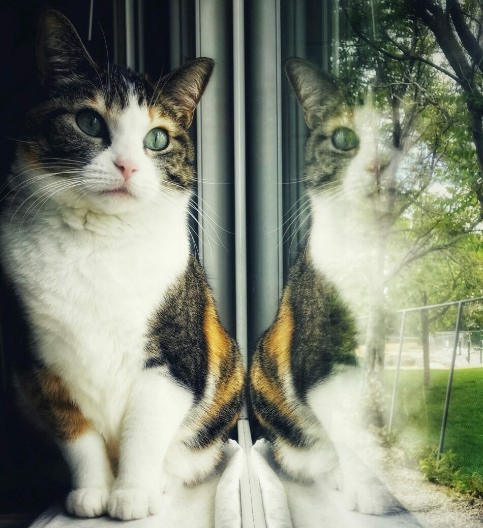 Deux mondes en miroir Communication interne vs externe